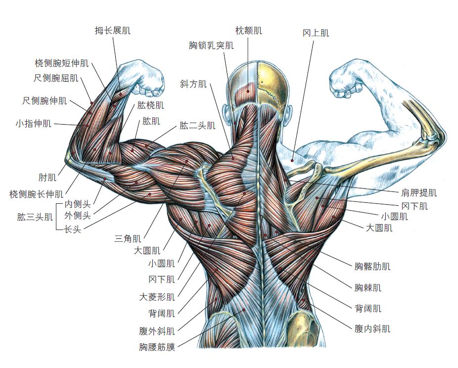 背部超级组高效打造倒三角身材