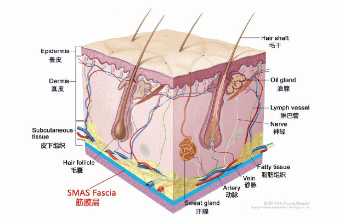 表皮分为 角质层,透明层,颗粒层,棘层和基底层,除了最外层的角质层