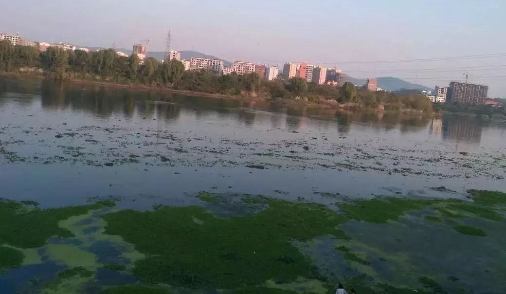 网友有诗为云: 耒水悠悠草青青 冬季望去依然春 茫茫水草青一片 环秀