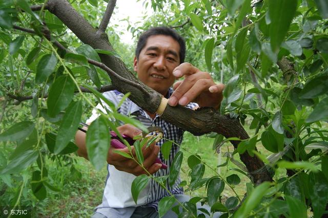 核桃什么时候开始进行环割和修剪枝条一样要避开这个伤流时期