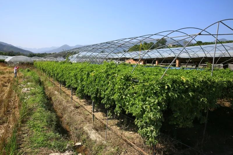 (农民陈水银的果蔬种植基地)