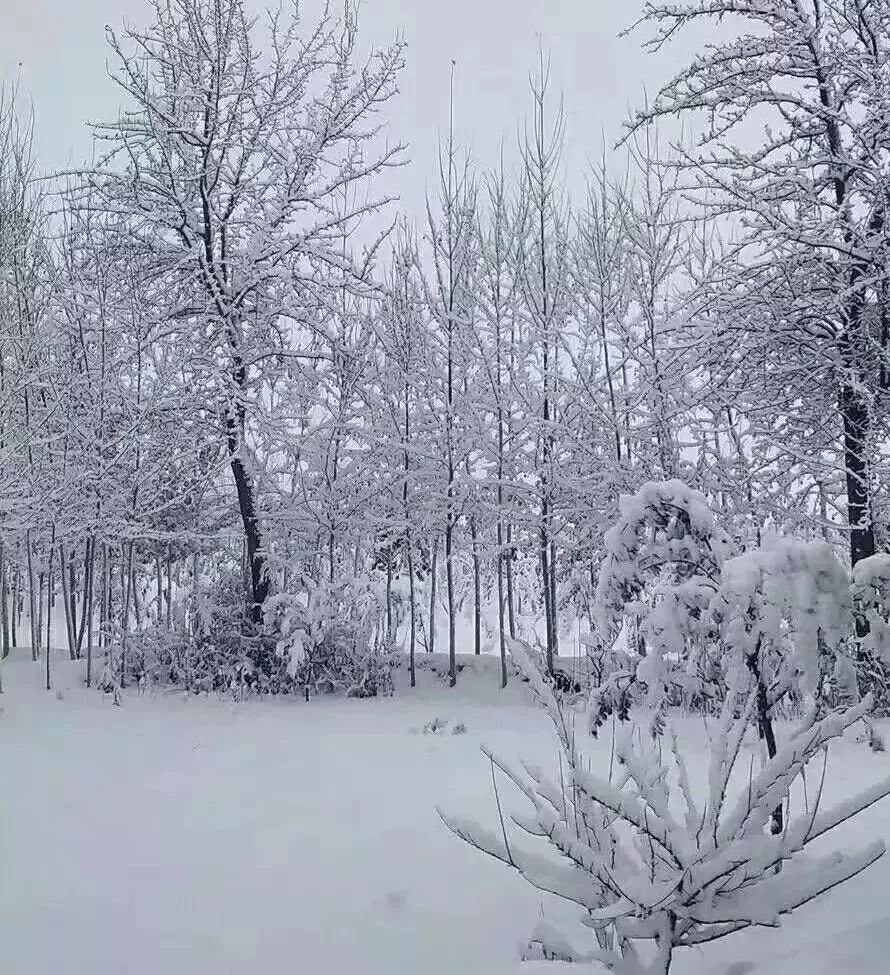 甘肃大雪,省城兰州一幅幅雪景图曝光,美呆了~ | 冷=冷