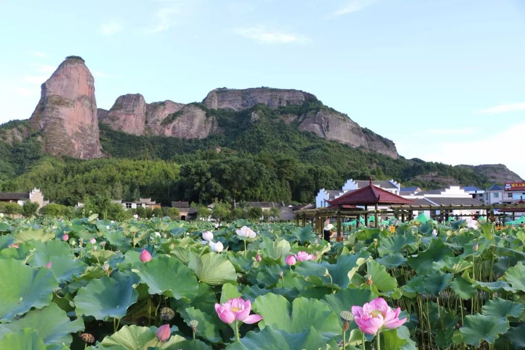 图为石城大畲新村百亩荷花园旅游景区