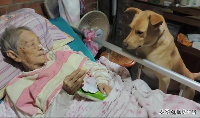 年過六旬的老奶奶生病住院，唯有土狗日夜陪伴，眾人看得感動落淚 萌寵 第5張