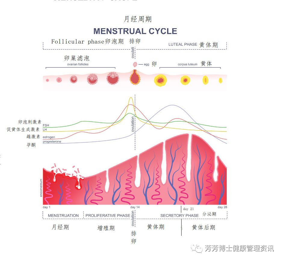 子宫内膜功能层的周期变化:月经期,增生期,分泌期和缺血性阶段.