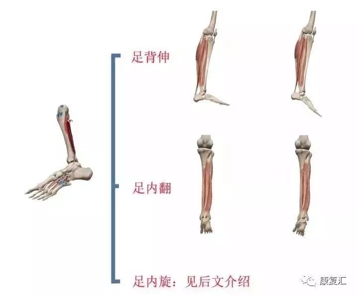 了解这块肌肉的功能对于平足的纠正训练有很大的指导意义.