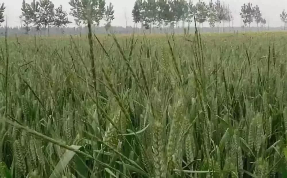 花生枝叶治失眠的原理_花生叶子可以治疗失眠