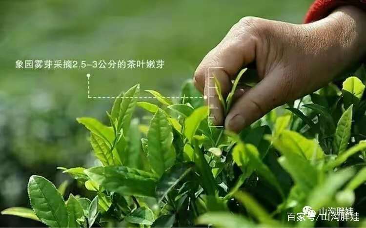 每片茶叶都有采摘的标准身在秦岭深山的茶叶这是象园茶的种植其中