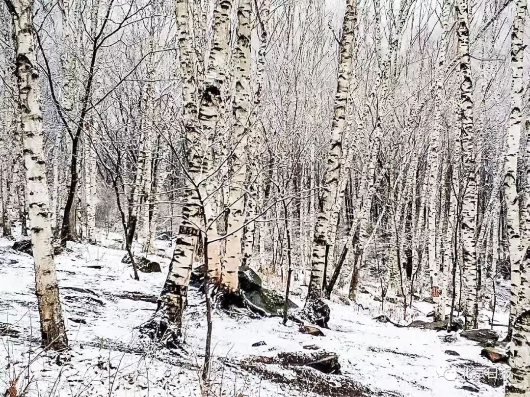 周末就飘雪了,北京这两天冷得真让人哆嗦!_白桦林