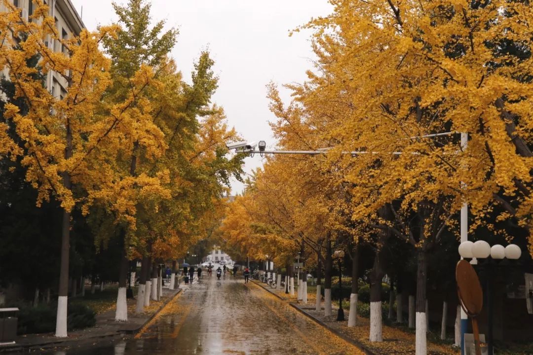 工大小美好秋雨过后北工大校园像是做了一场金黄色的梦