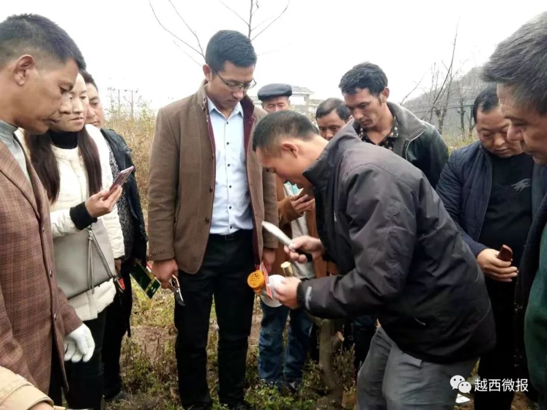 11月5日,越西县林业局在南箐镇核桃种植基地和板桥乡花椒种植基地