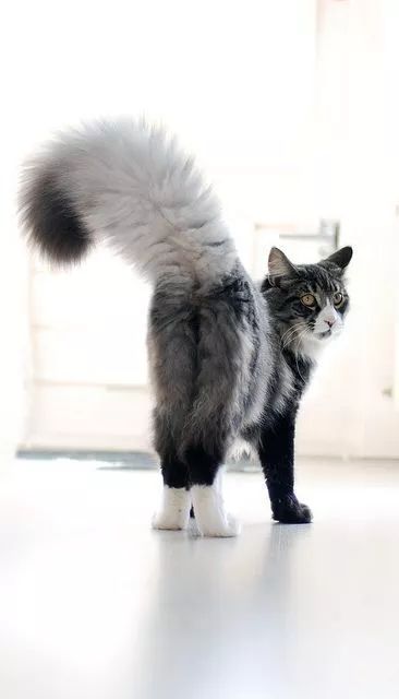 今天就让你见识一下什么是真正的大尾巴猫!