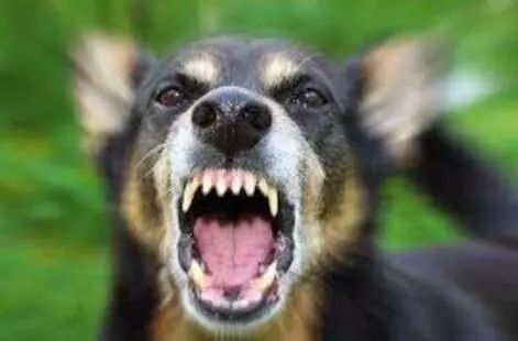 8岁女童遭狗撕咬头皮见骨，医生：其实一招就能让狗松口！