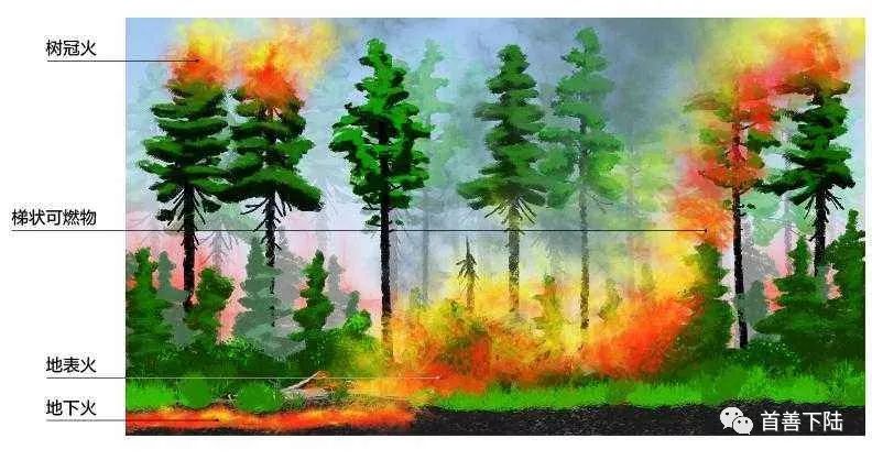 人与自然森林防火小常识