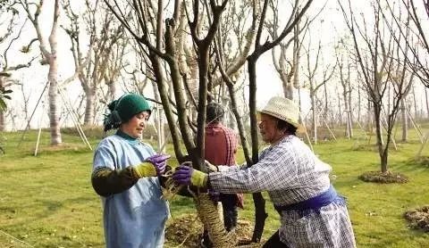 园林植物冬季管理的几项要点