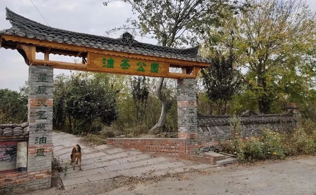 旅游| 来麻城大龙山庄赏油茶花,住木屋别墅,垂钓休闲.