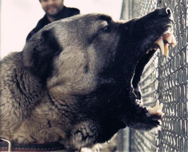 18年横行中国的五大猛犬 罗威纳