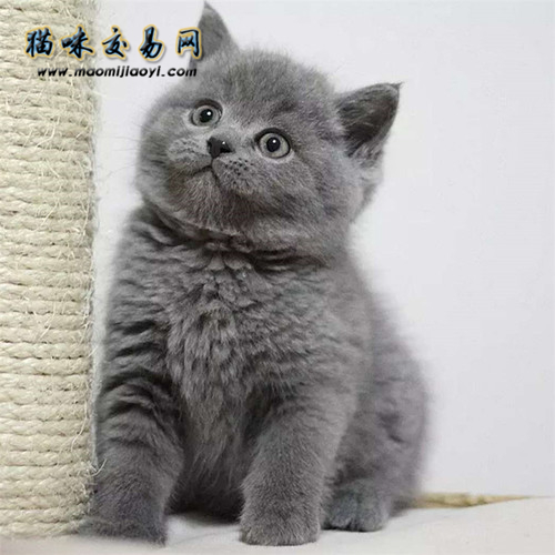 怎么挑选一只好的英短蓝猫?