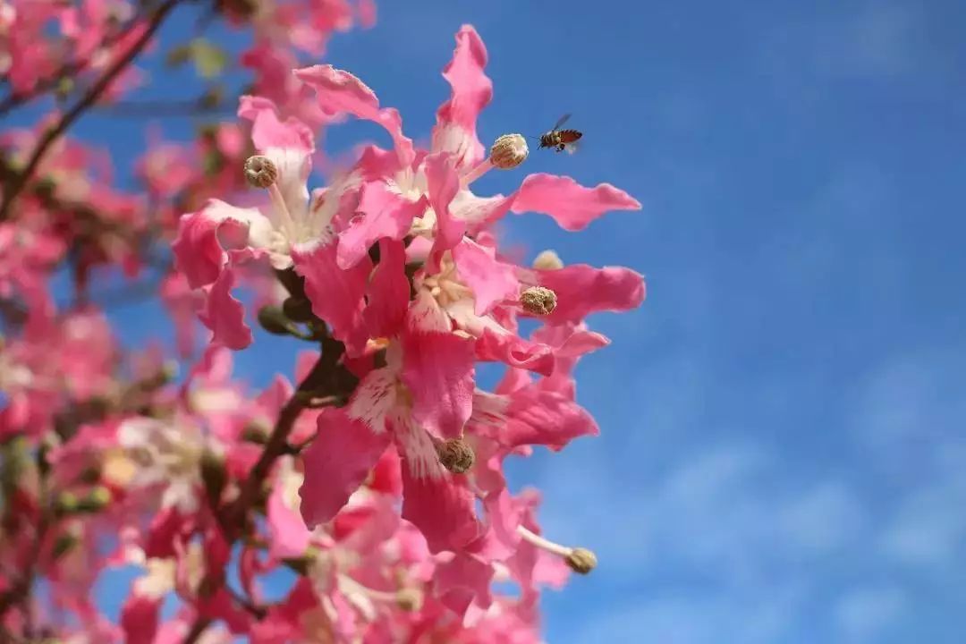 百万葵园99元春の歌秋樱节赴一场盛大的浪漫花事