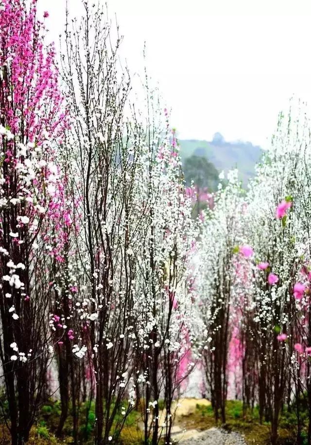和龙泉的桃树花不同,这里的桃花品种叫龙柱碧桃 ,是一种纯观赏性的