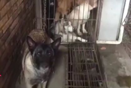 成都网友为寻找走失一周的马犬，却意外救出上百条狗