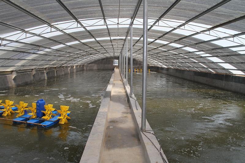 海峡漆水性生态养虾池漆与工厂化养殖对虾的关系