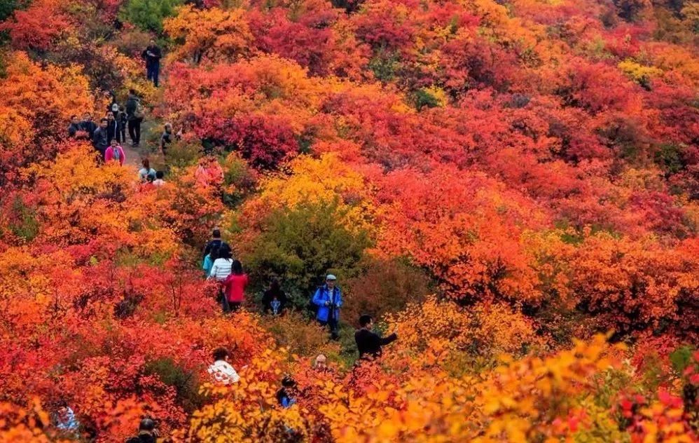 西安周边最"色"的4条自驾线路,满足你对秋天的所有幻想