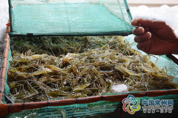 虾塘"上山:养殖里的技术活
