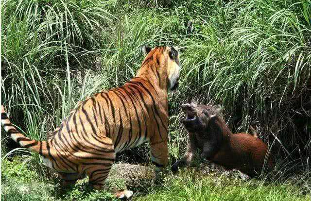 野豬途中遇老虎追趕，被逼急了直接將老虎撞飛至一米 萌寵 第2張