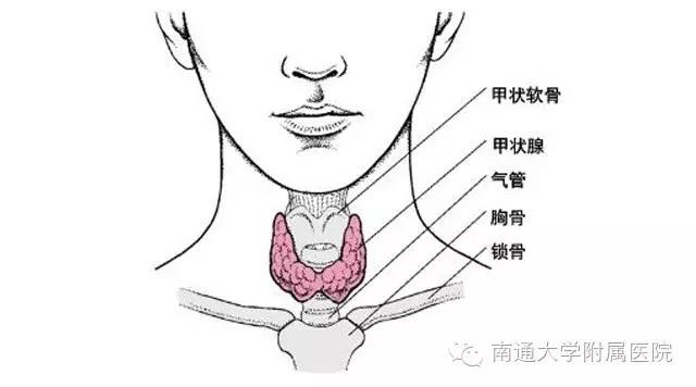 甲状腺触诊