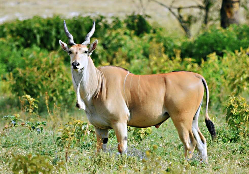 非洲大角羚——现现存世界体格最大的羚羊