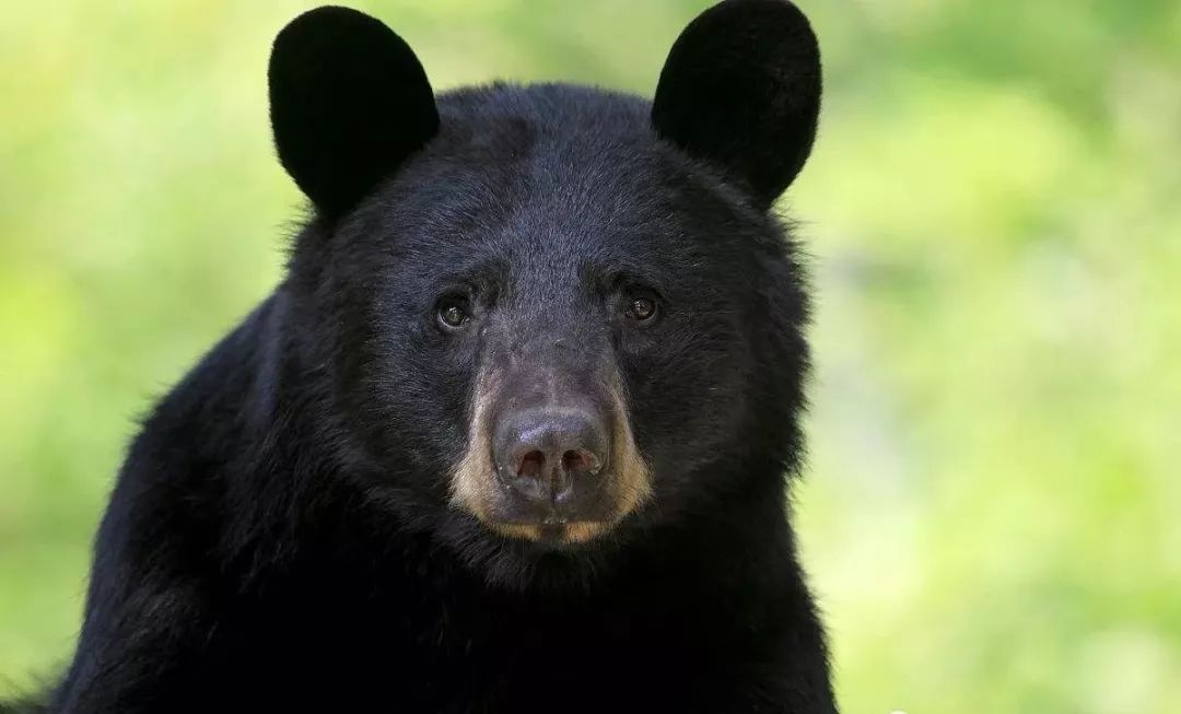 黑熊袭击村民致3死 黑熊已被现场击毙