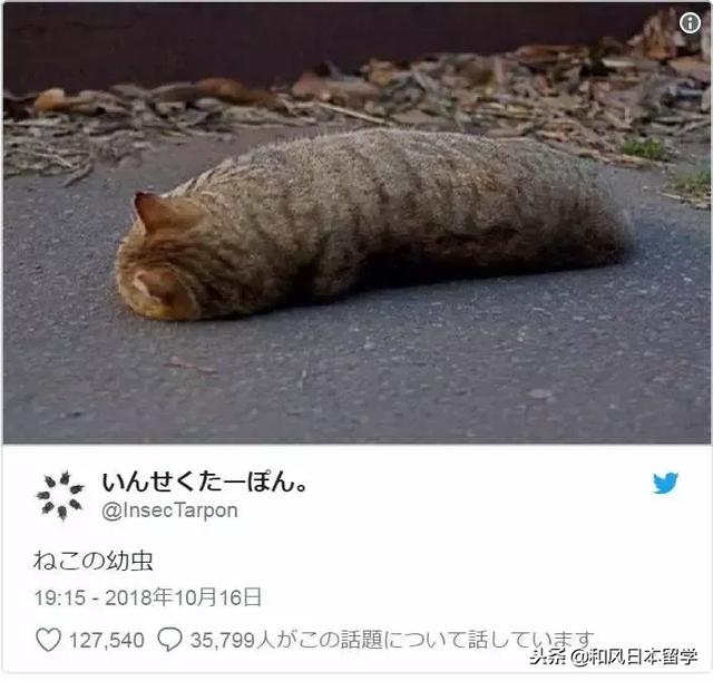 「看起来像海参的猫猫虫 看完这些毛虫化的宠物,瞬间被疗愈了.