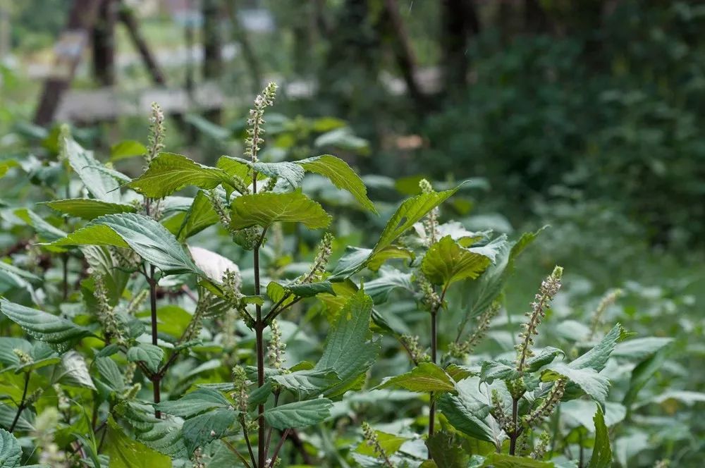 乡土植物光阴荏苒逝秋来苏子香