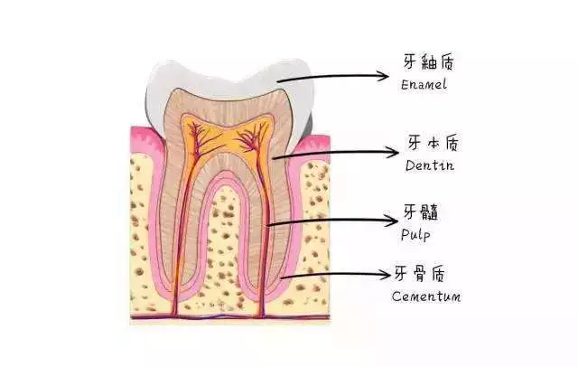 牙齿有白斑怎么办