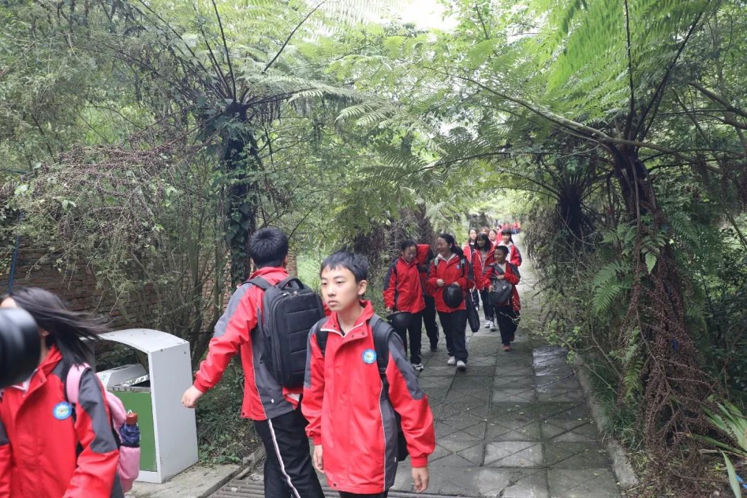 穿越时空的研学之旅丨沙湾绥山中学走进"嘉阳桫椤湖"