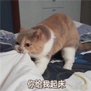 猫咪表情包:忘了他吧,我卖萌养你