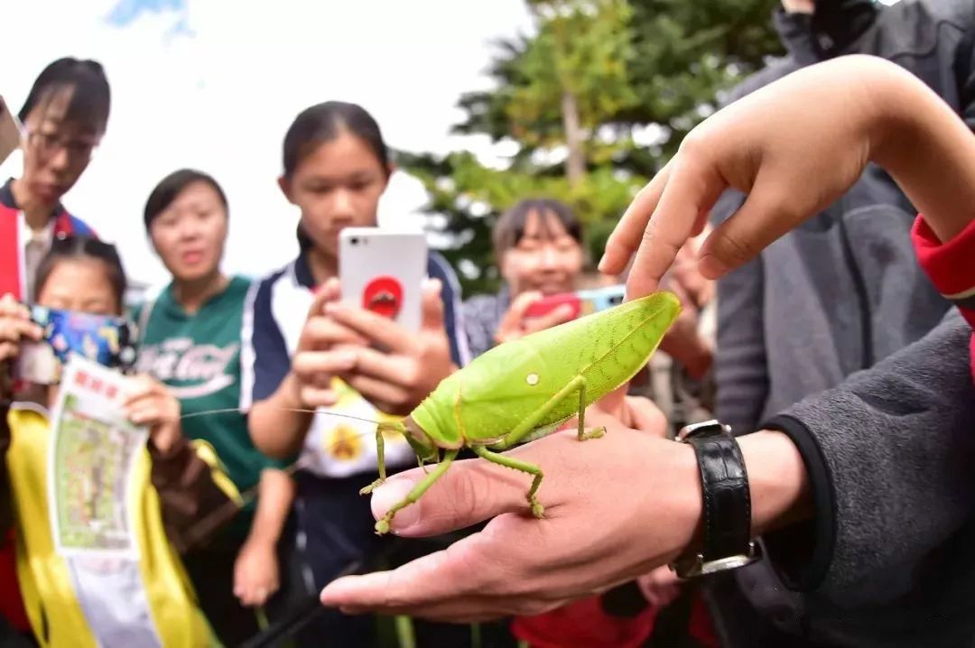 【活动报名】世界珍稀昆虫展空降石家庄!