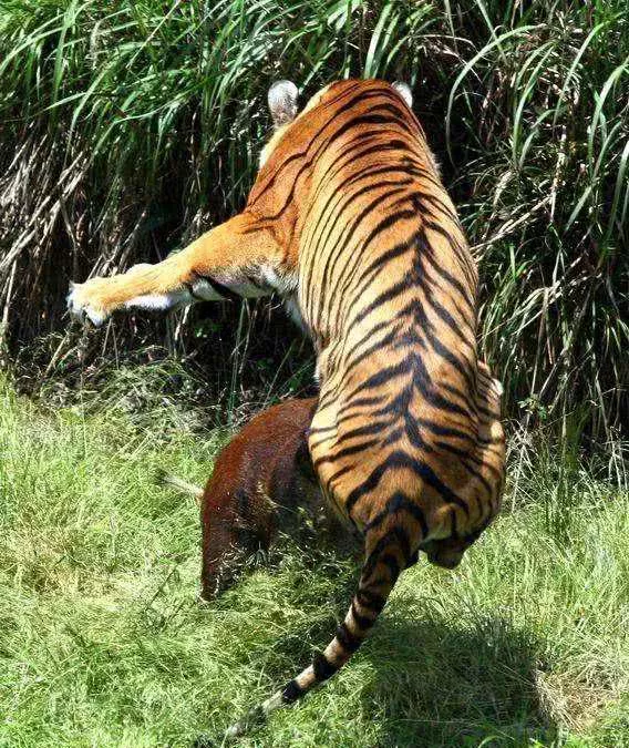 野豬途中遇老虎追趕，被逼急了直接將老虎撞飛至一米 萌寵 第4張