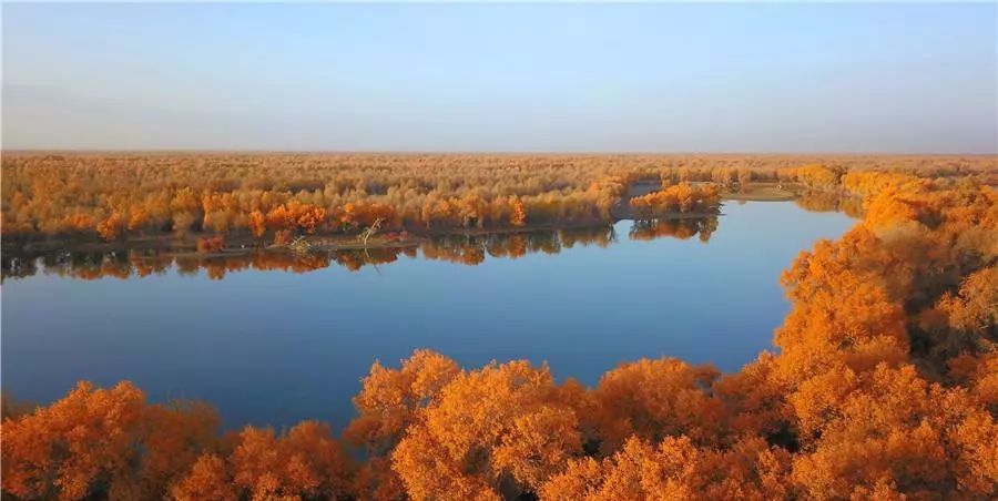 新疆轮台县40万余亩的天然胡杨林,集塔里木河自然景观,胡杨景观,沙漠