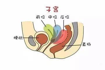 子宫的纵轴不变,整个子宫后方倾倒使子宫颈呈上翘状态,或者宫颈位置
