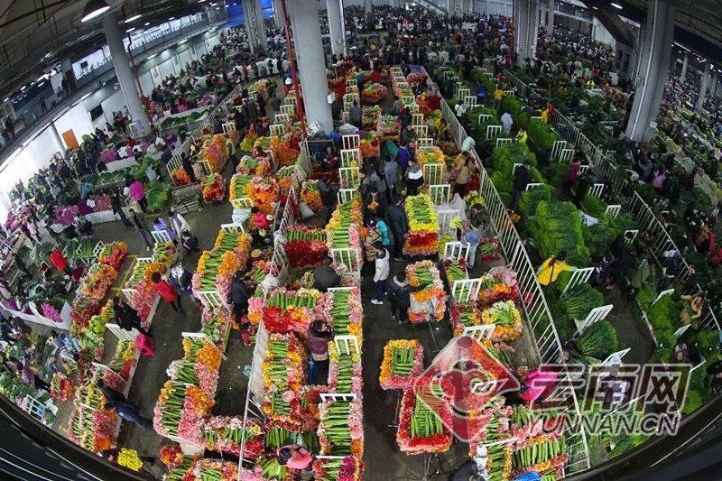 对标国际一流水平,提升斗南花卉交易市场现代化建设,完善集花卉种植