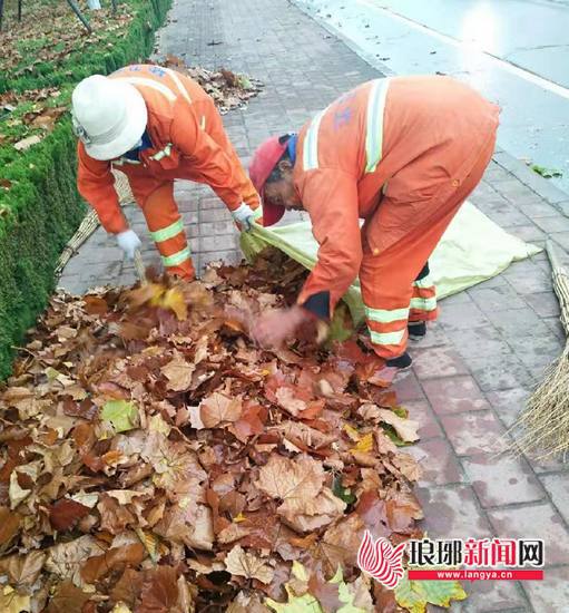 雨后的树叶非常难清理,环卫工人们不得不下手将落叶装倒垃圾袋里