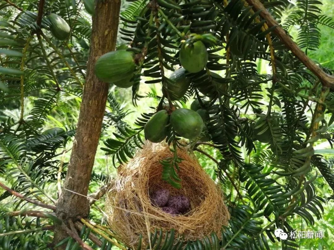 又到一年吃香榧时 松阳七万亩香榧茁壮成长