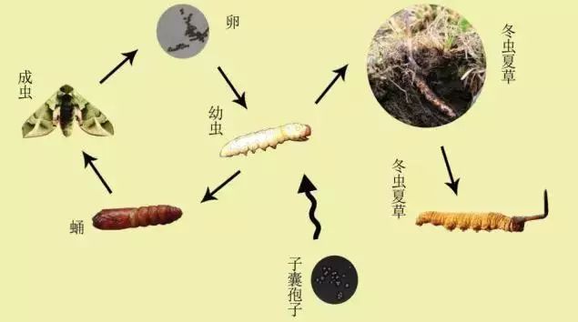 这份冬虫夏草的「最全鉴别指南」,看完了你也能成为买