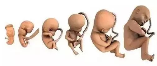 怀孕66天胎儿发育图怎么看