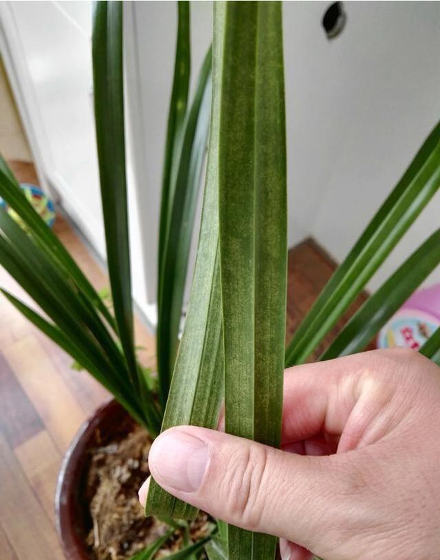 兰花叶片出现这样的黄斑危害很大,轻则落叶,重则倒苗!