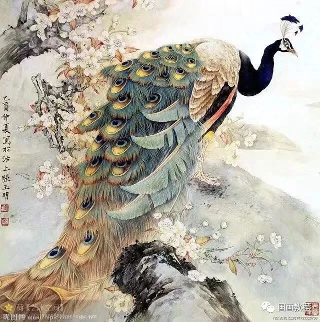 美輪美奐的孔雀，太漂亮了～ 生活 第40張