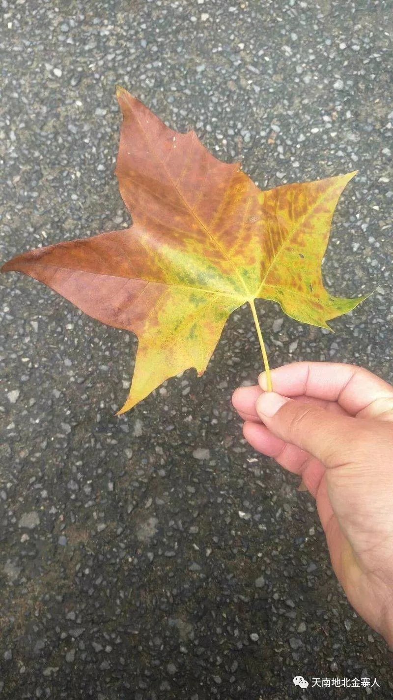 深秋的傍晚,在铺满落叶的路上,落叶静静的躺在大地的怀抱里……永远