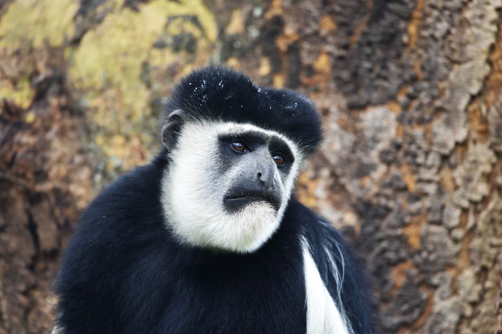 一起来了解下有着漂亮毛皮的东非黑白疣猴吧！-宠物网